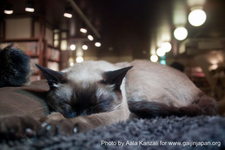 cat cafe in ikebukuro - tokyo with chisaki and yuki - cat