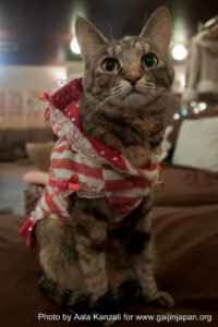 cat cafe in ikebukuro - tokyo with chisaki and yuki - cat in dress