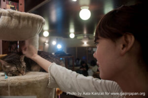 cat cafe in ikebukuro - tokyo with chisaki and yuki - chisaki & cat