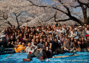 hanami - sakura at Yoyogi PArk Tokyo with Go Go nihon Japan - go go nihon