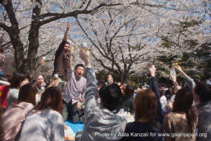 hanami - sakura at Yoyogi PArk Tokyo with Go Go nihon Japan - kanpai