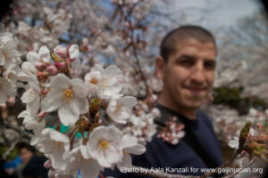 sakura hanami at yoyogi koen tokyo japan april 7 2012 - aala & sakura