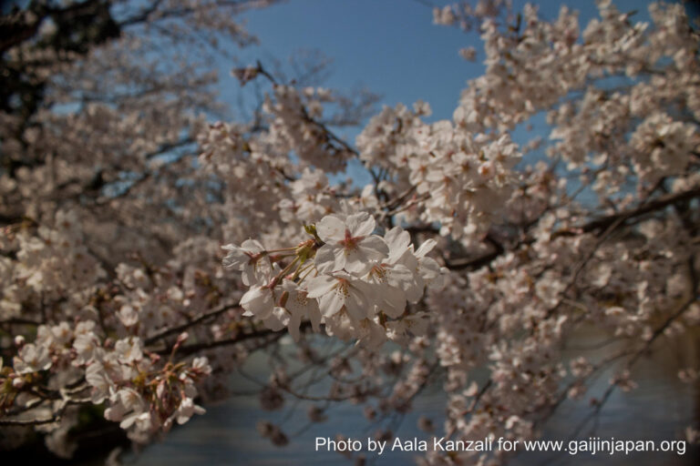 sakura hanami at yoyogi koen tokyo japan april 7 2012 - sakura