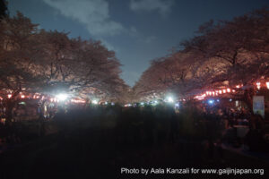 sakura & hanami by night, sakura et hanami de nuit