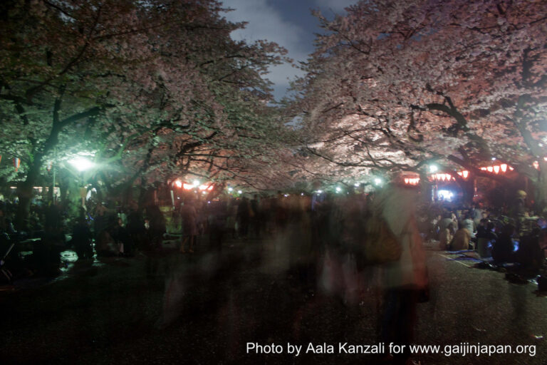 sakura & hanami by night, sakura et hanami de nuit