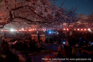 sakura & hanami by night, sakura et hanami de nuit