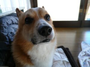 Japanese dog, chien Japonais