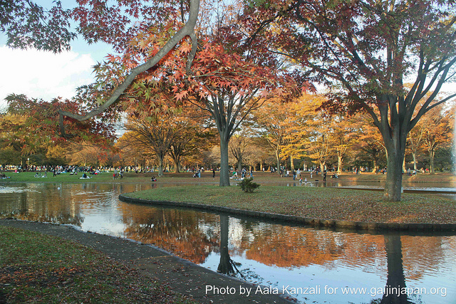 Momiji et Gingko au Japon