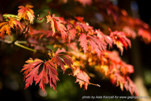 momiji à tokyo 4