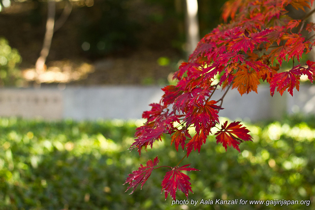 momiji à tokyo