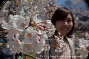 partir au Japon pour voir les Sakura